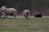 BORDER COLLIE - MOUTONS 051